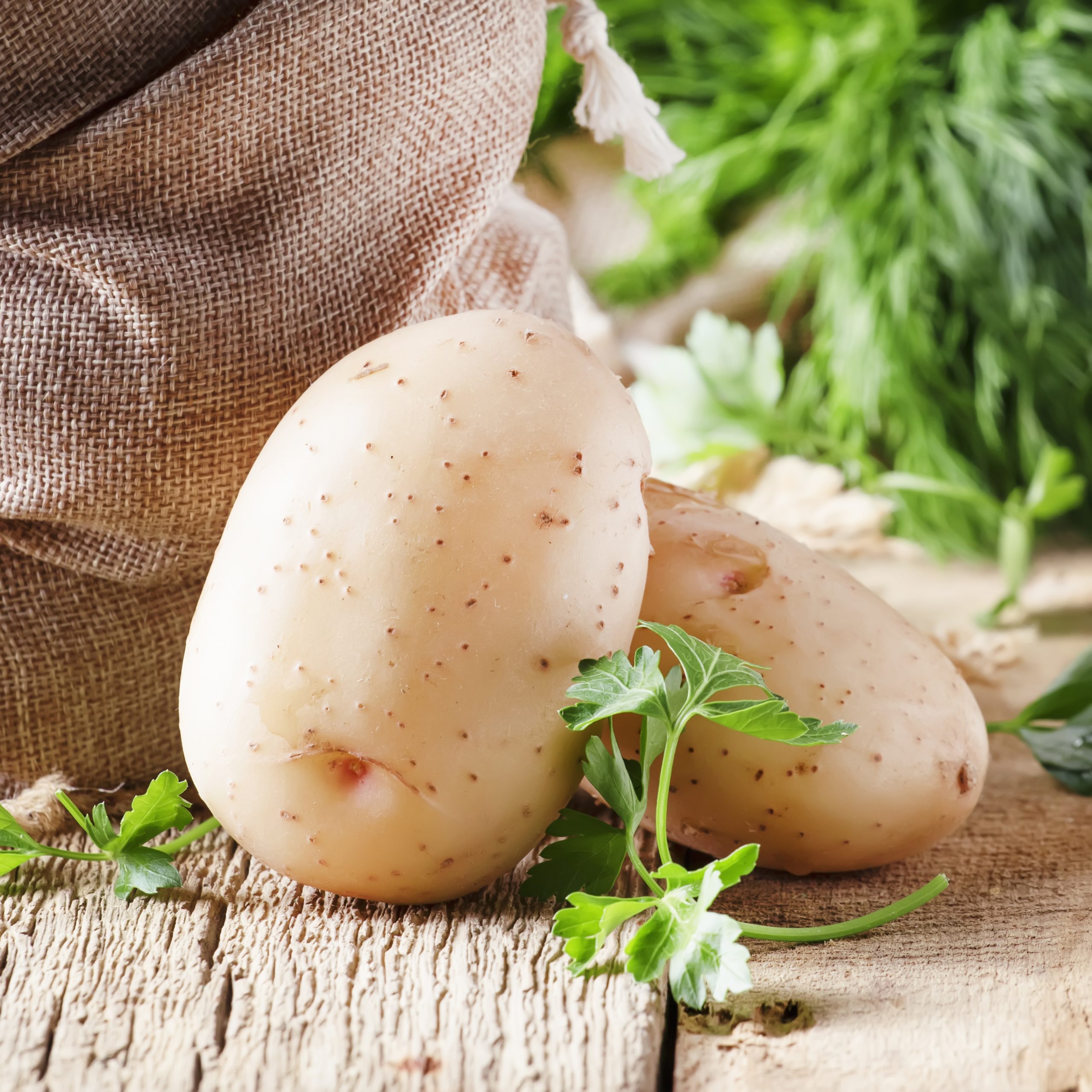 Autumn harvest of potatoes in canvas bag on old wooden table, rustic style, selective focus