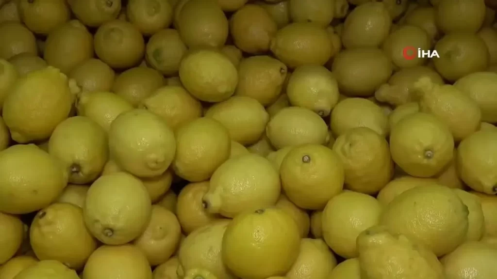 Bulduk Gida Exports Turkish Citrus to Hong Kong