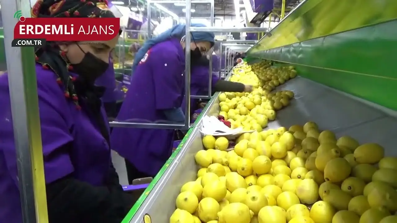 Lamas Limonumuz Kanada'da